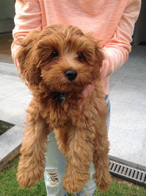 Image result for Toy Cockapoo Adult