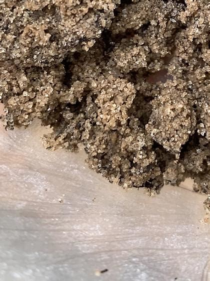 Image result for Springtail Identification Guide