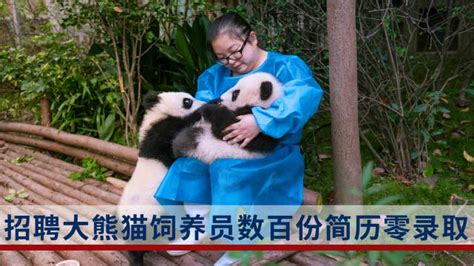 招聘大熊猫饲养员数百份简历零录取_新浪新闻