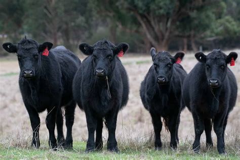Angus Cows - Breed Profile, Characteristics and Facts