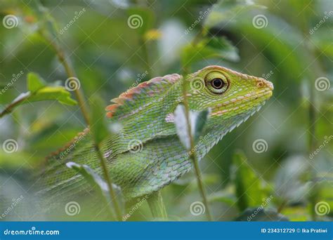 Bronchocela Chameleons Take Cover in Tree Bushes Stock Image - Image of leaf, tree: 234312729