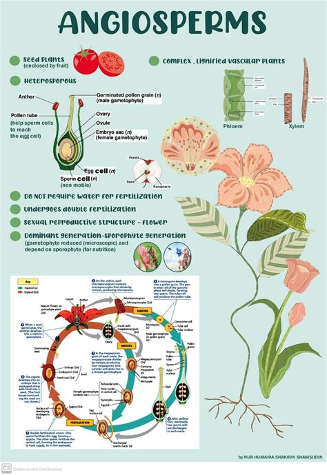 Image result for Angiosperms Classes