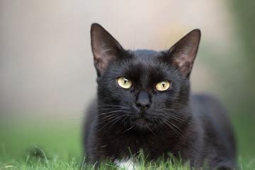 黑猫取什么名字最好听-起名网