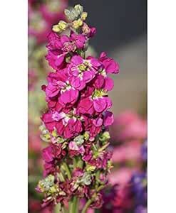 Creative Farmer Flower Seeds : Stocks Flower Tall Mix Seeds Outside ...