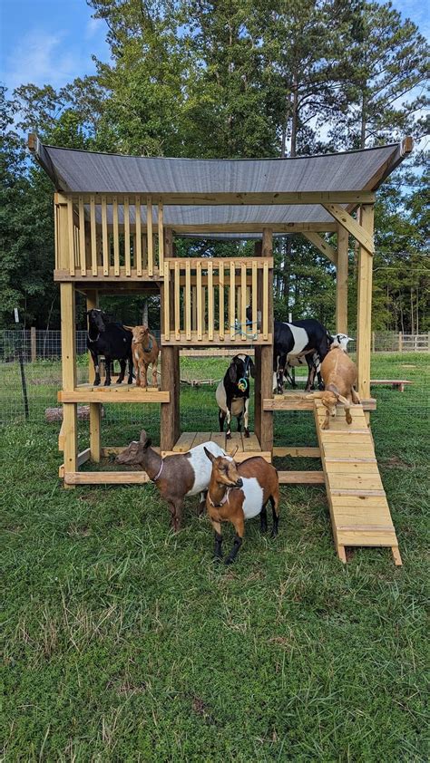 Pin by Michelle Richardson-bishop on goats in 2025 | Goat house, Goat ...
