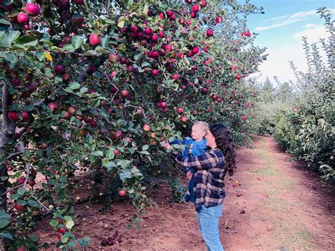 Apple Ridge Farms in Apple Hill: U-Pick Apples & Fall Fun - Sactown ...