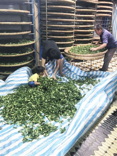 Image result for How to Process Tea