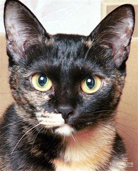 世界上遗弃率最高的猫咪——玳瑁猫 - 知乎