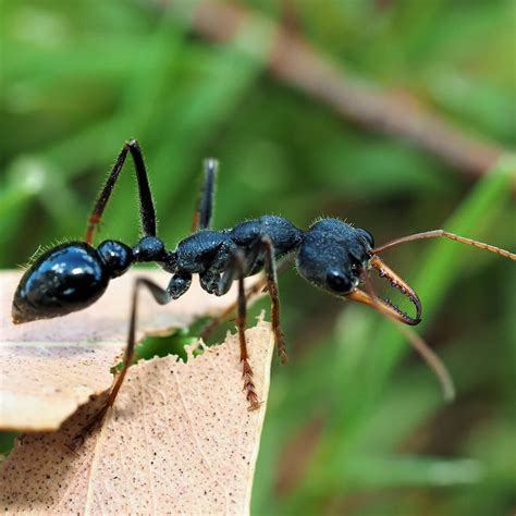 Jumping Jack Ants
