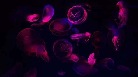 Download wallpaper 1920x1080 jellyfish, neon, glow, dark full hd, hdtv ...
