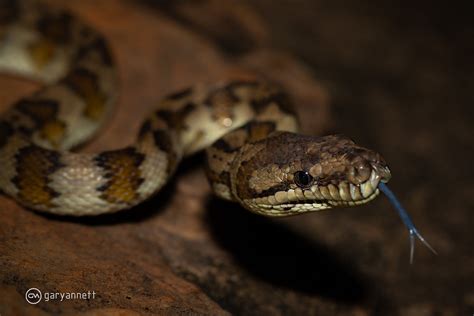 Image result for Northern Carpet Python