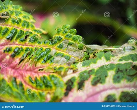 Solenostemon is a Former Genus of Flowering Plants in the Family Lamiaceae Stock Image - Image ...