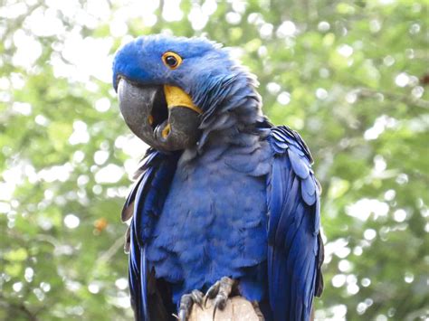Hyacinth Macaw Guide (Anodorhynchus hyacinthinus) - Birding Insider