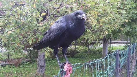 Image result for Toad Eating Raven