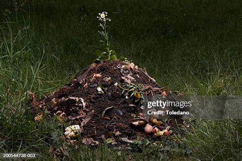 Image result for Using Compost When Planting Flowers