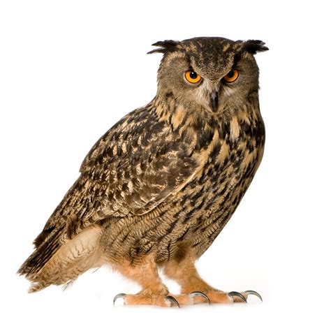 Eagle Owl Bubo Bubo