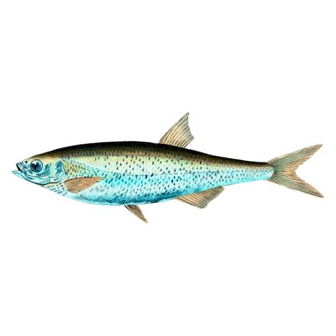 Sandacz Zdjęcia - darmowe pobieranie na Freepik