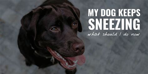 My Dog Keeps Sneezing, What Should I Do Now – Why, Concerns & FAQ