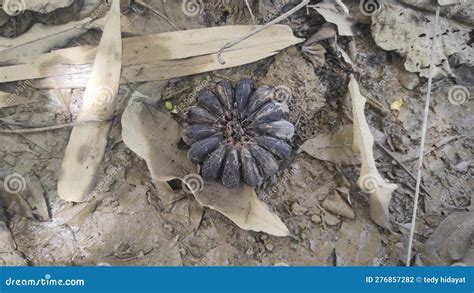 Exploding Tree 的图像结果