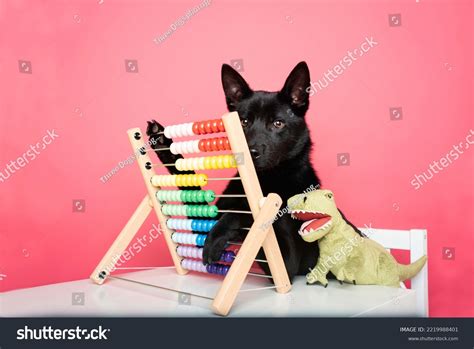 Image result for Dog Learning