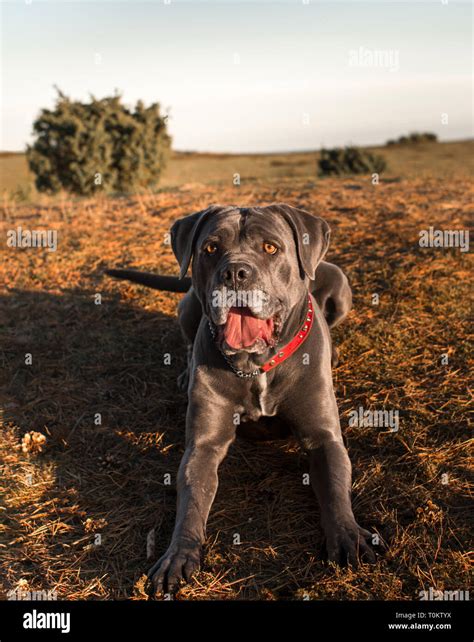 Blue Cane Corso Mastiff Puppy