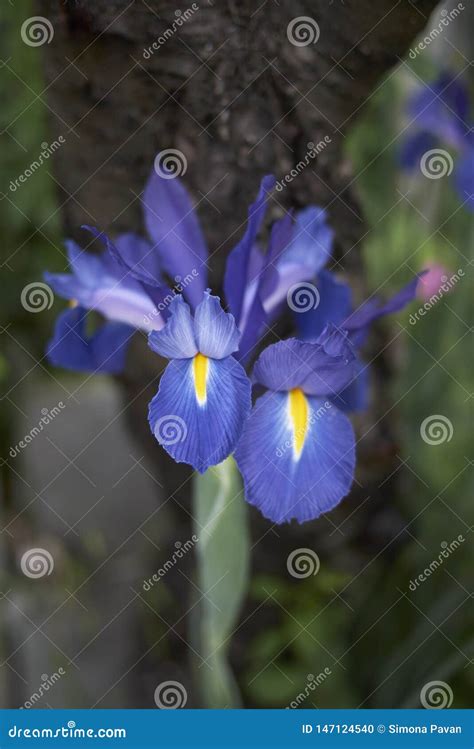 Iris hollandica in bloom stock photo. Image of botanical - 147124540