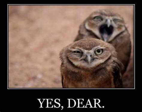 Yes dear - Meme Guy