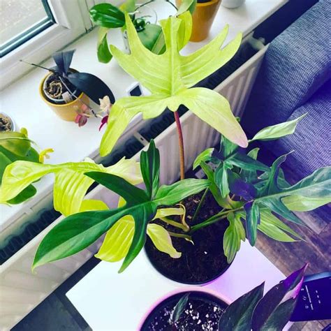 Philodendron Florida Ghost #1 Care Guide