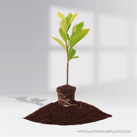 Parijatham Medium Plant (Gardenia Medium) – Santhi Online Plants