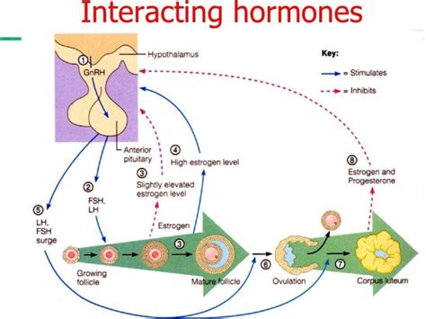 Gametogenesis-Oogenesis-Spermatogenesis - Testwizard