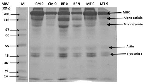 A Comparative Study on Changes in Protein, Lipid and Meat-Quality ...