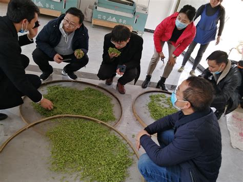 茶叶生产与加工技术专业简介-现代农业学院