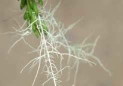 Plants | Special Issue : Root System Structure and Function: A Themed ...