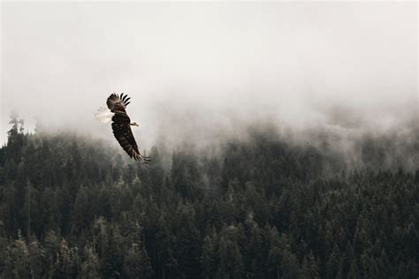 What Does Isaiah 40:31 Mean? (you will soar on wings like eagles)