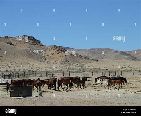 Mares and foals at the Pyramid Lake Paiute Tribe's reservation are an ...