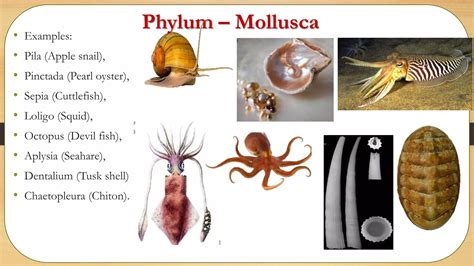 Std 11 biology chapter 04 animal kingdom | PPTX