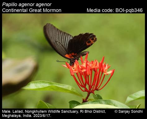 Papilio agenor agenor | Butterfly