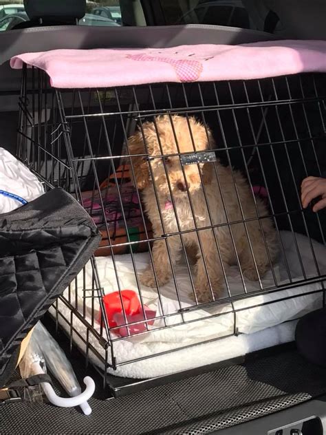 Image result for Cockapoo Crates