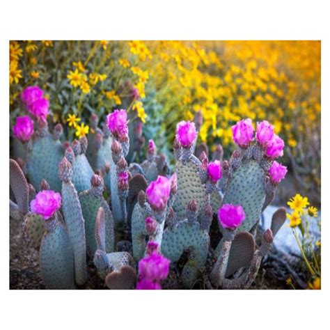 Buy Paint By Numbers beavertail prickly pear cactus anza borrego state ...