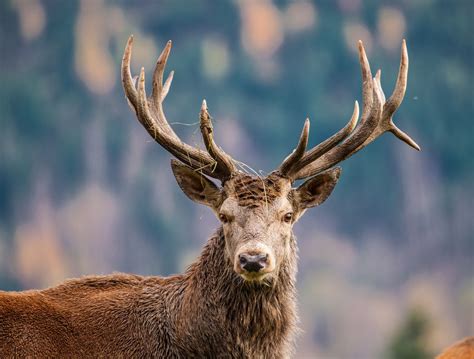 Why Do Deer Shed Their Antlers? | Shedding Process, Reasons, and Facts ...