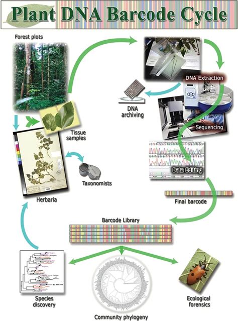 Image result for DNA Barcoding Plants