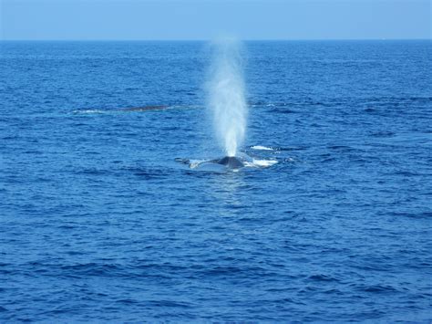 TRINCO BLUE WHALE WATCHING & DIVING (2026) All You Need to Know BEFORE ...
