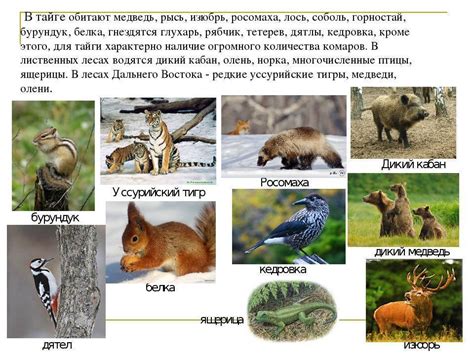 Животные тайги. Описание, названия и особенности животных тайги