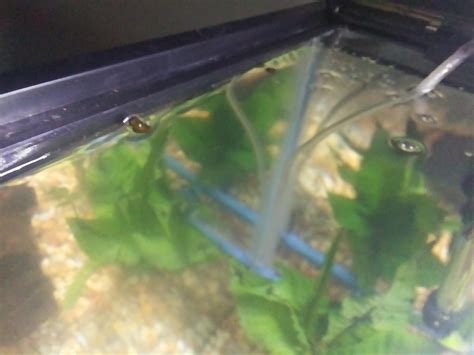 Image result for Native Fish Tank