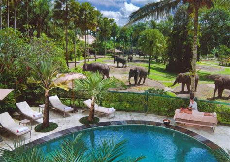 Онлайн веб камера Индонезия Бали парк Elephant Safari | Летунам.ру