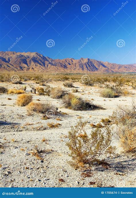 North American desert stock photo. Image of cactus, alive - 1705674