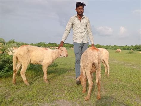 Lumpy-like virus found in more than 25 sheep in Himmatpura of Patdi ...
