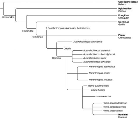 Human Body Evolution 的图像结果