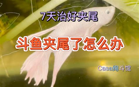 斗鱼怎么退回礼物最新素材