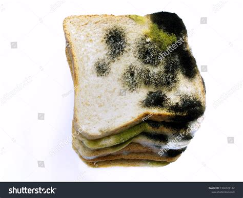 Multitypes Rhizopus Stolonifer Bread Mold On Stock Photo (Edit Now ...
